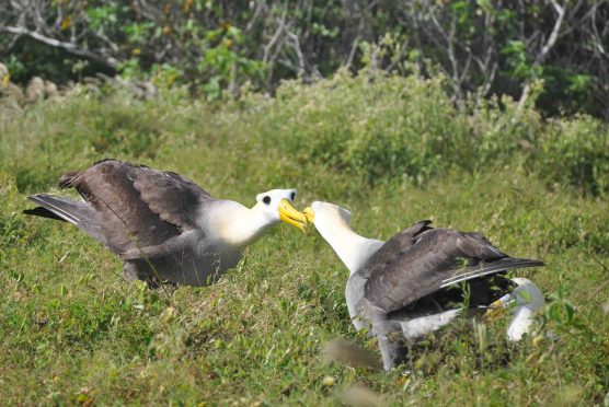 Albatrosses doing their weird mating dance